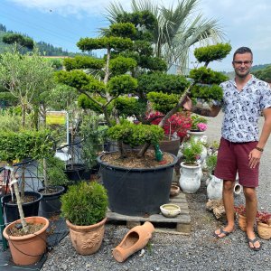 Tis prostredný (Taxus Media) ´FARMEN´ výška: 150-175 cm, kont. C285L - BONSAJ